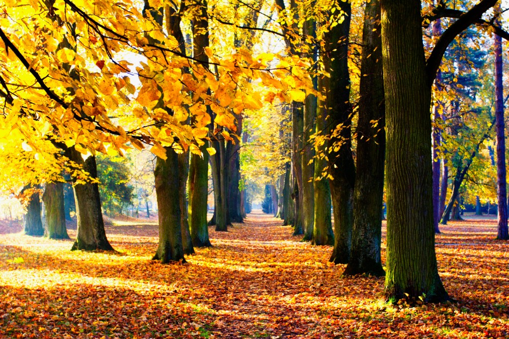 Kúpeľný park Turčianske Teplice - jeseň